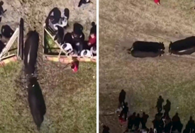 Incident na koridi u BiH: Vrata arene ostala otvorena, bikovi pobjegli među publiku (VIDEO)