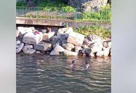 (VIDEO) Sarajlije neće al zato hoće turisti: Uskočili u Miljacku na Bentbaši i zaplivali