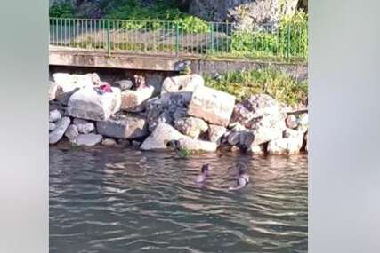(VIDEO) Sarajlije neće al zato hoće turisti: Uskočili u Miljacku na Bentbaši i zaplivali