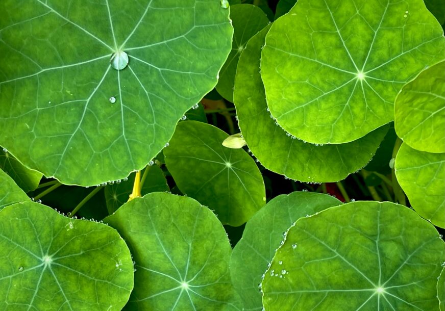 FOTO: UNSPLASH