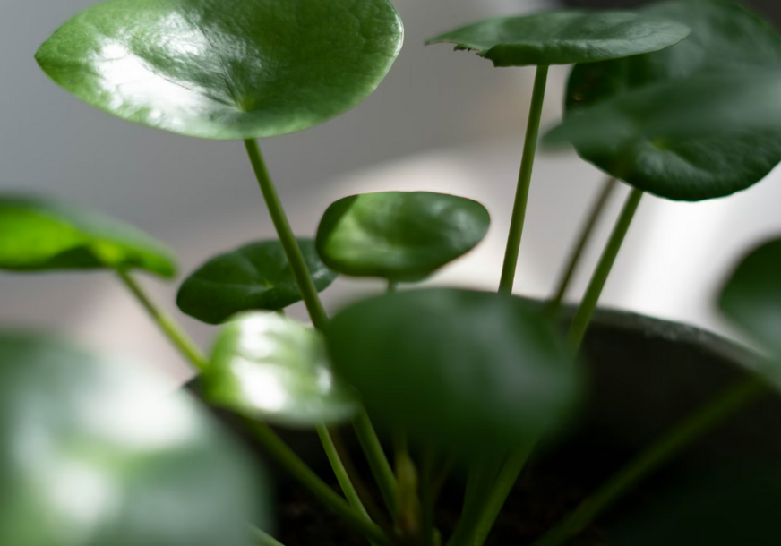 FOTO: UNSPLASH