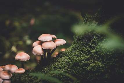 Gripa se povlači za sat vremena – Shiitake djeluje brzo i bez nuspojava