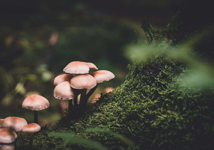 FOTO: UNSPLASH