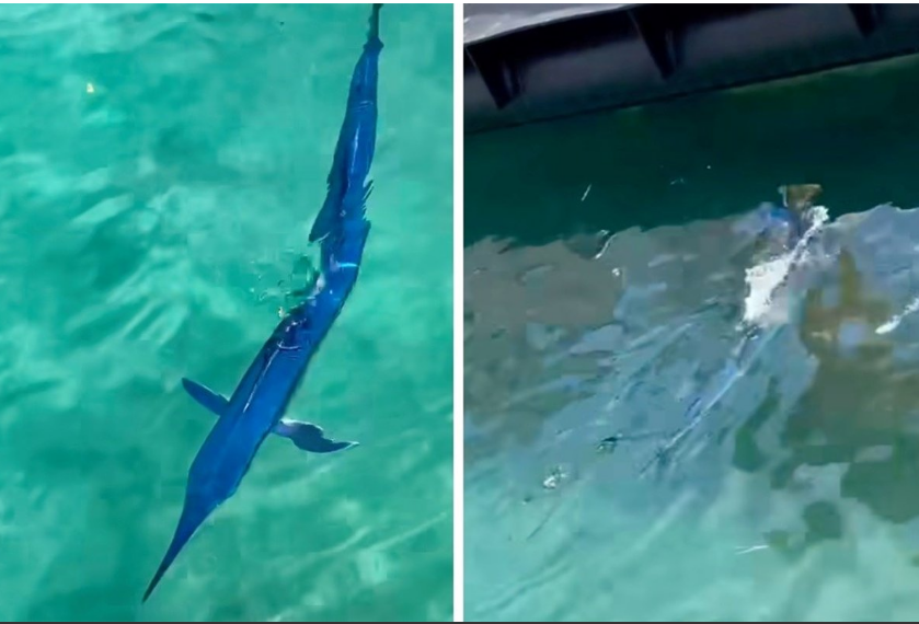 FOTO: FACEBOOK / MAKARSKA DANAS/ SCREENSHOT VIDEO