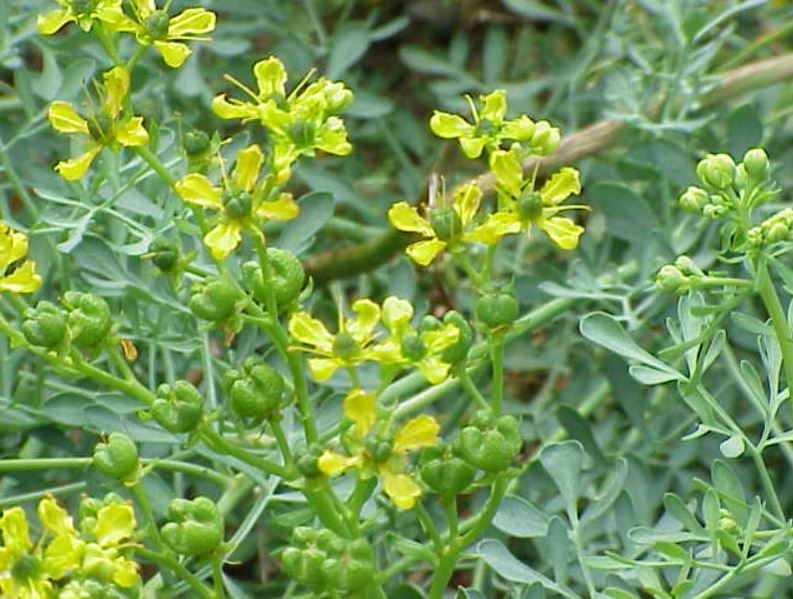FOTO: WIKIPEDIA