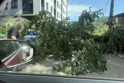 Srušilo se drvo u Banjaluci