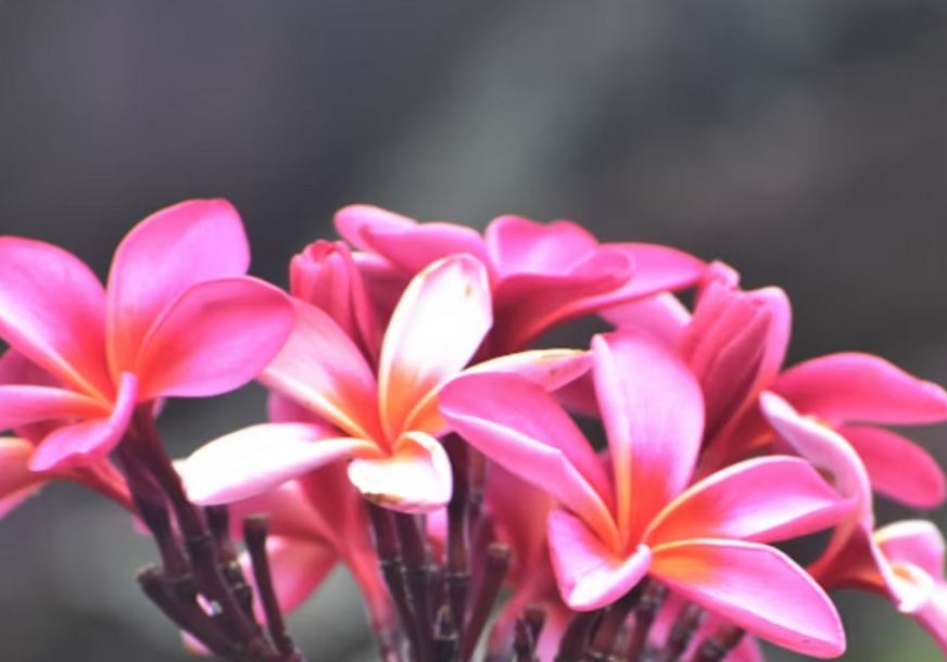FOTO: UNSPLASH