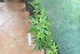 U kući i dvorištu pronađena razna droga