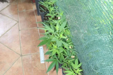 U kući i dvorištu pronađena razna droga
