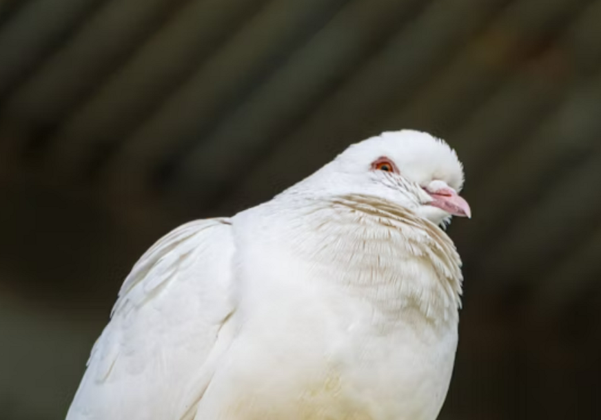 FOTO: UNSPLASH