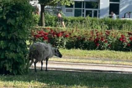 Potraga za ovnom: Udarilo ga i auto, traže ga i vlasnik i građani