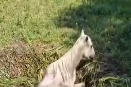Uz humanost ovih heroja, sve je prošlo kako treba: Prava drama odigrala se u BiH, kobila pala u kanal, pa se zaglavila (VIDEO)