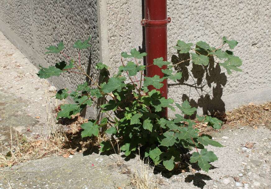 FOTO: E. MURAČEVIĆ