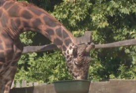 Djeca uče uz životinje u ZOO vrtu