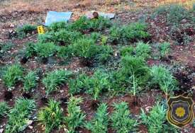 Na području HNK pronađeni droga i oružje, uhapšena jedna osoba u akciji FUP-a 'Plant'