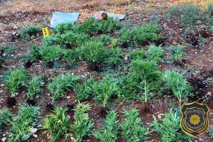 Na području HNK pronađeni droga i oružje, uhapšena jedna osoba u akciji FUP-a 'Plant'