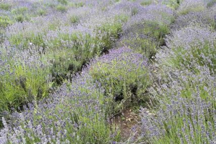 PRAVO BLAGO IZ PRIRODE Kakav efekat ima lavanda uveče ispod jastuka? Probajte prije spavanja.