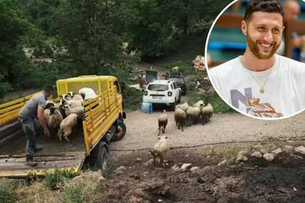 Jusuf Nurkić kupio ovce porodici iz Foče nakon što su im vukovi pobili cijelo stado