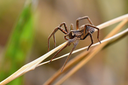 Njemačka carina u kutijama od kolača otkrila 1.500 tarantula (FOTO)