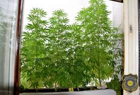 U akciji FUP-a u Sarajevu pronađeno 30 stabljika cannabisa, uhapšena jedna osoba