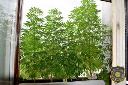 U akciji FUP-a u Sarajevu pronađeno 30 stabljika cannabisa, uhapšena jedna osoba