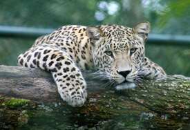 Leopard usmrtio radnika zoološkog vrta u Jerusalimu