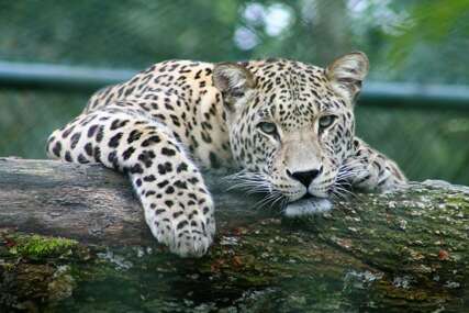 Leopard usmrtio radnika zoološkog vrta u Jerusalimu