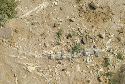 Otkriven fosil phytosaura star 200 miliona godina iz jurskog perioda