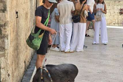 Prolaznici i turisti u Dubrovniku u čudu: Vodao svinju na povodcu Stradunom