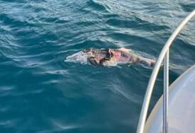 Uginuli delfin pronađen blizu Pelješkog mosta