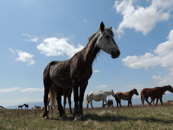 FOTO: ARHIV
