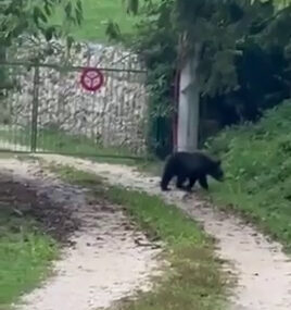 I TO JE ŽIVOT Mali medo sišao u Svrake (FOTO)