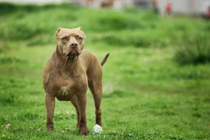 Sarajliju napao pit bull: Da me je ujeo dva centimetra niže probio bi mi arteriju i iskrvario bih