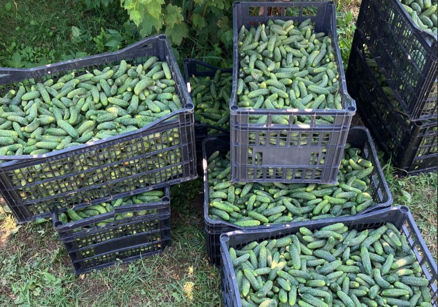 FOTO: SLOBODAN ŽIVANIĆ / C: POLJOPRIVREDNA ZADRUGA "AGROVIP" 