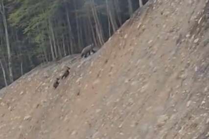 Mečka sa dva mečeta snimljena pored puta u VIDEO