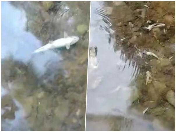 FOTO: 
ZELENI NERETVA KONJIC/ FACEBOOK/ SCREENSHOT