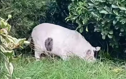 FOTO: REDDIT