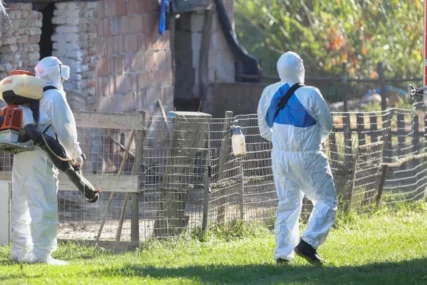Dramatično širenje zaraze u Hrvatskoj: Zbog afričke svinjske kuge 10 hiljada svinja bit će eutanazirano