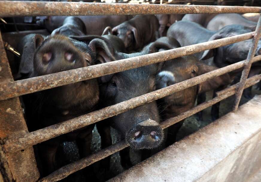 FOTO: EPA/ DAVID CHANG