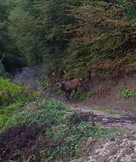 FOTO: E. MURAČEVIĆ