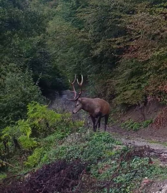 FOTO: E. MURAČEVIĆ