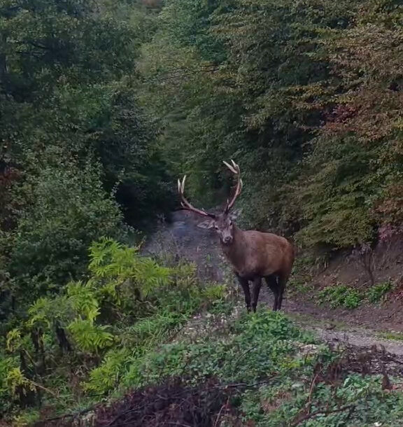 FOTO: E. MURAČEVIĆ