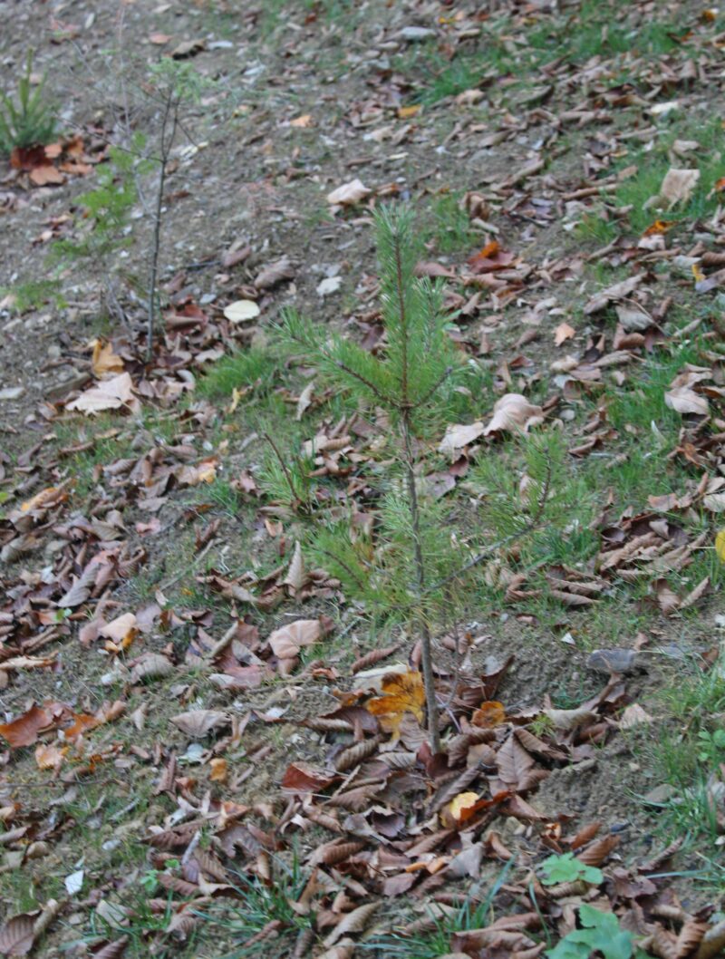 FOTO: E. MURAČEVIĆ