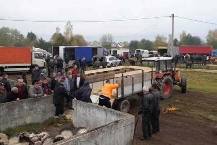 Održan Sajam stočarstva u Bugojnu, pogledajte kako je bilo (VIDEO)