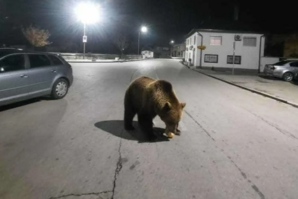 Ispravak teksta: Medvjed nije snimljen u Busovači, riječ je o AI fotografiji