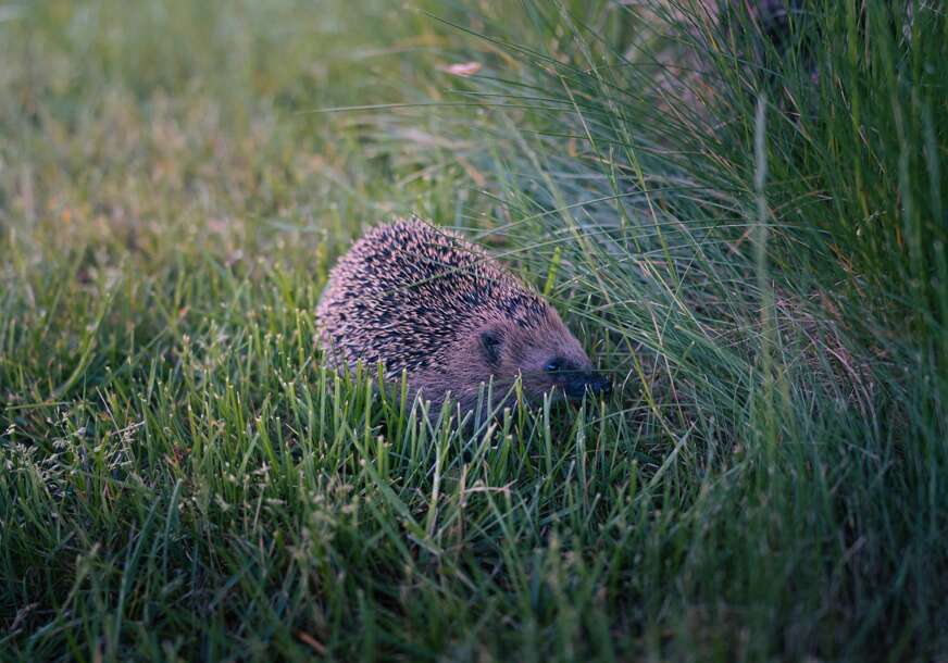 FOTO: UNSPLASH