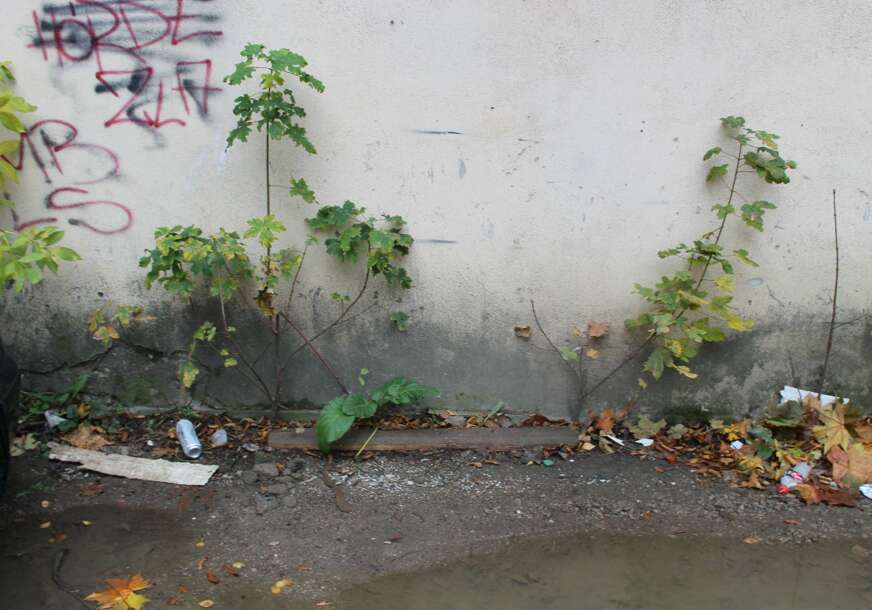 FOTO: E. MURAČEVIĆ