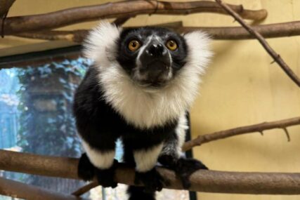 Ženka čupavouhih lemura iz Hrvatske ključna za uzgoj te kritično ugrožene vrste