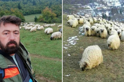 Jedna ovca 1.000 KM! Jedinstveno stado Nesiba Begovića: "Nema ih na svijetu ovakvih"