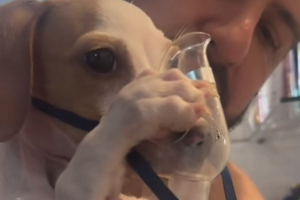 Štene koje se inhalira je nešto najslađe što ćete vidjeti: Krzneni pacijent šapicama drži masku